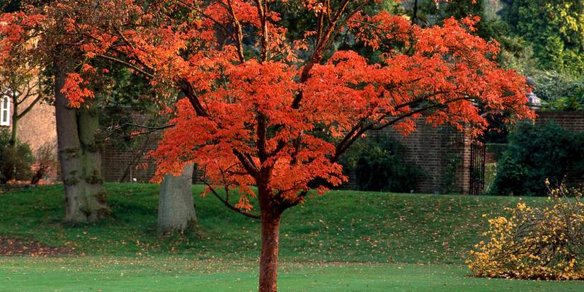 Paperback Maple Fall Maple Trees Have Brilliant Fall Colors For Your Backyard