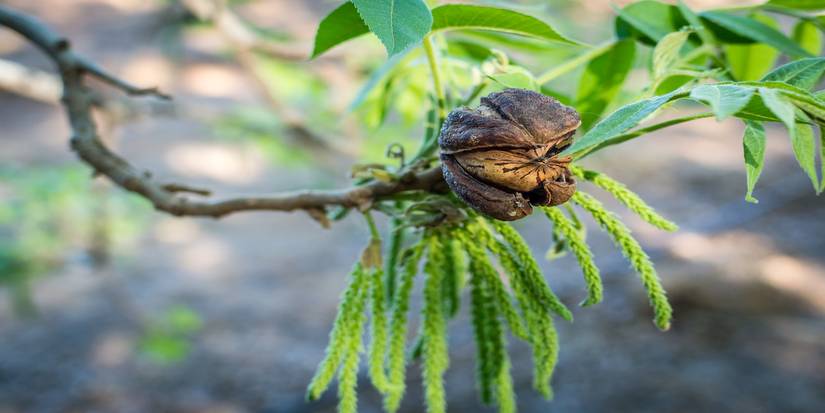 Why Pecans Deserve a Spot in Your Fall and Winter Diet
