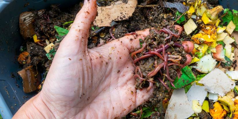 Jumping Worms Are Wrecking Your Garden