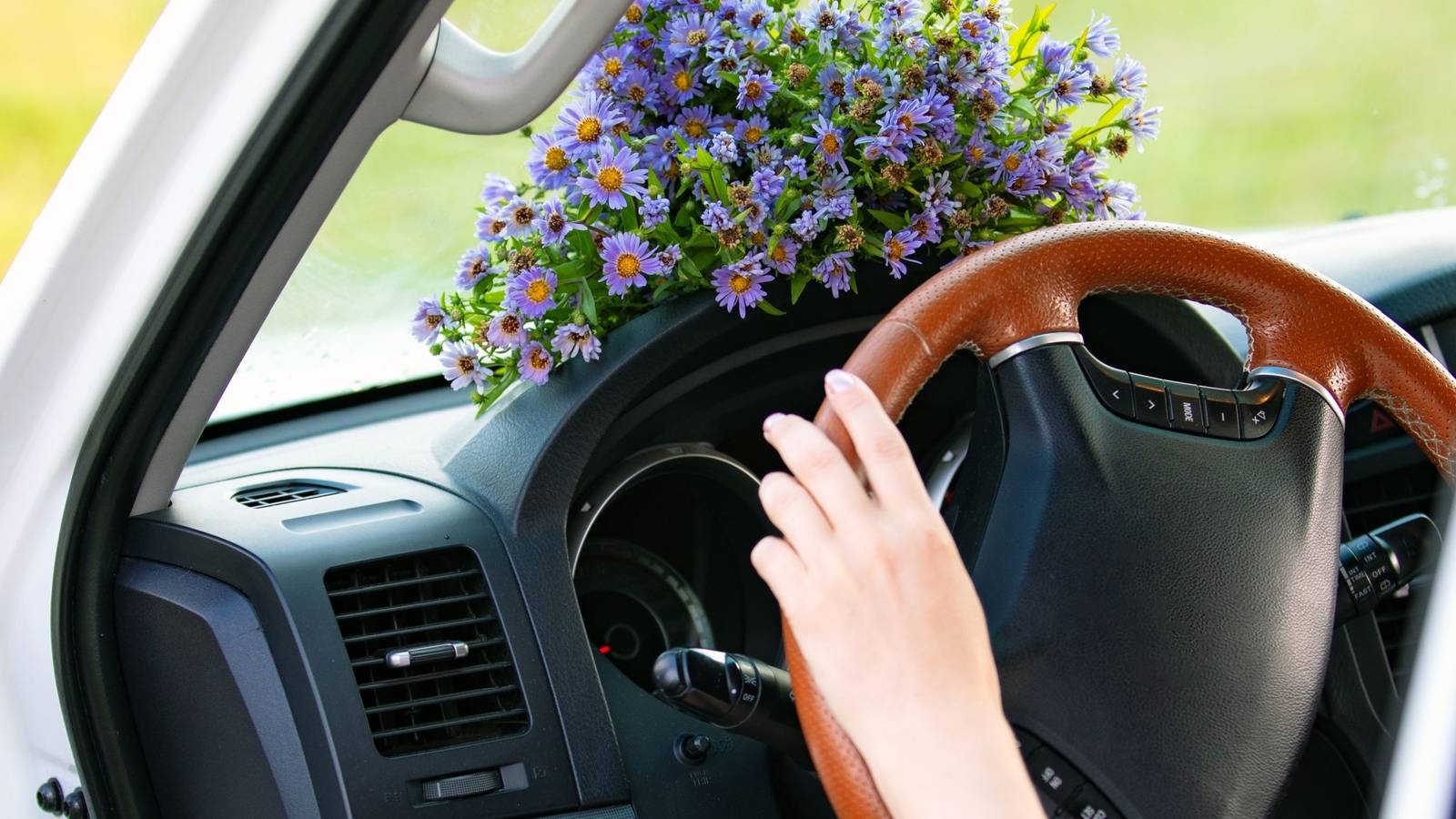 Add Small Plants to Your Car for a Greener Commute