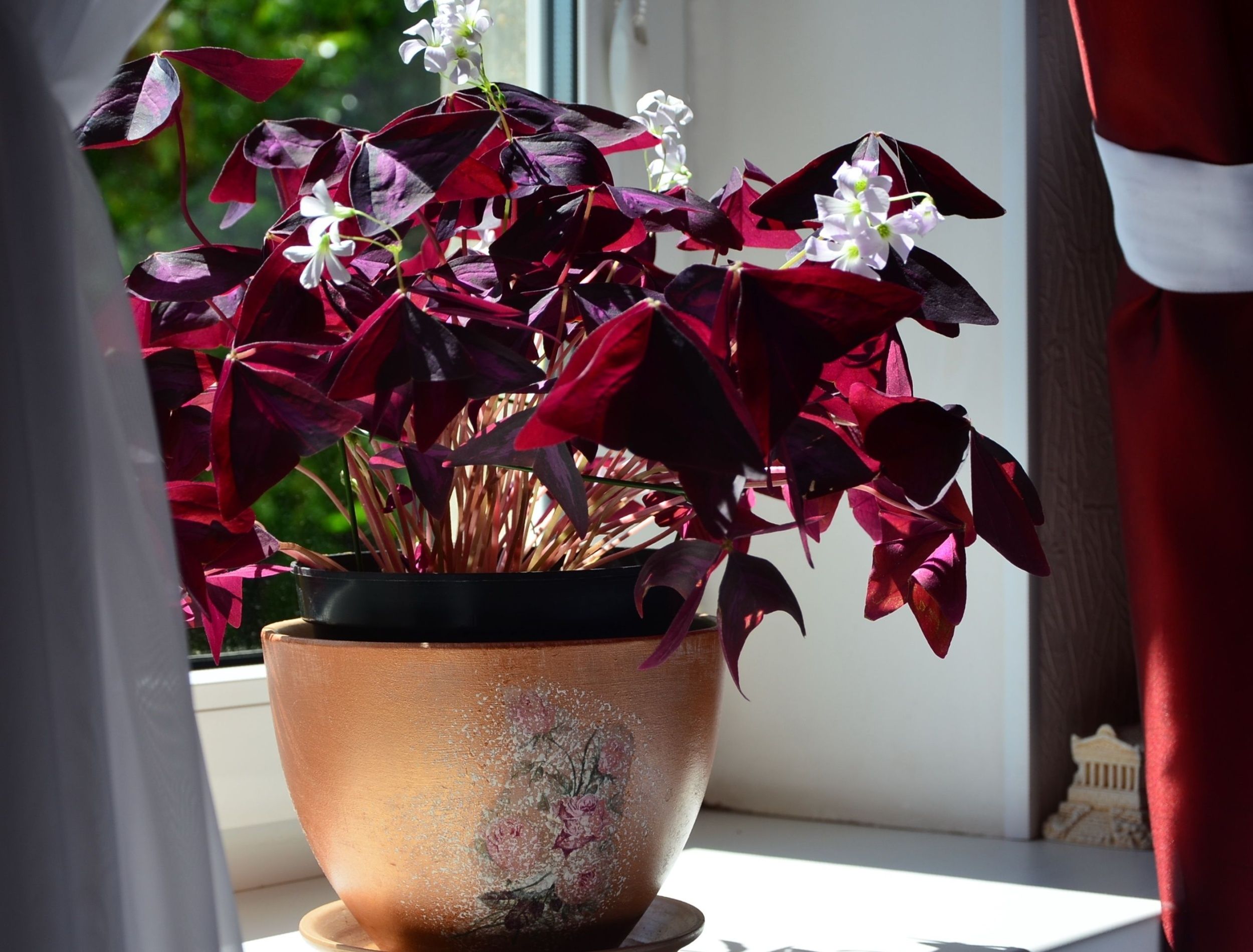 5 Houseplants That Change Their Fall Foliage Colors