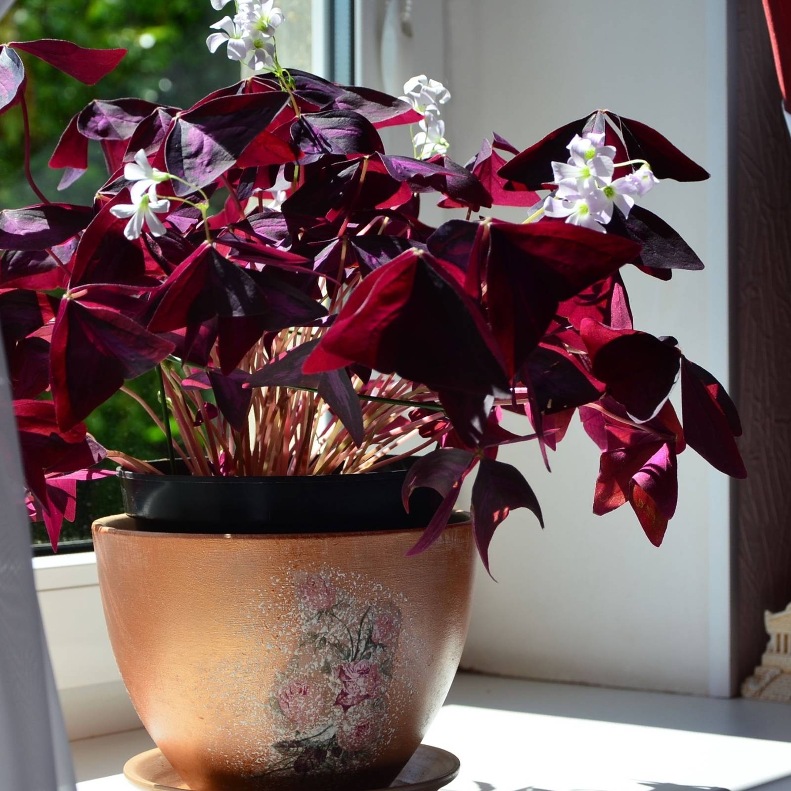 brick plant Brick House Pink Rose  Tree Form
