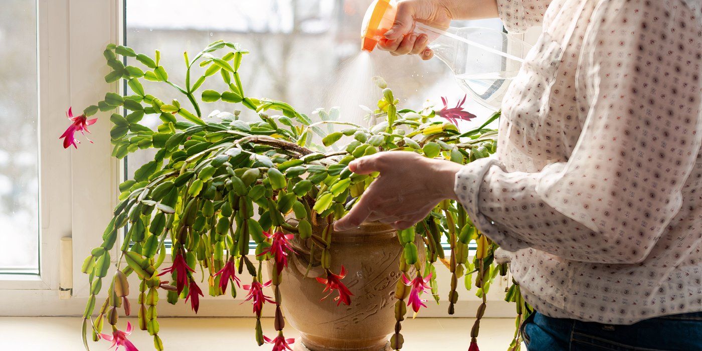 The Prettiest Flowers to Grow Indoors and Outdoors