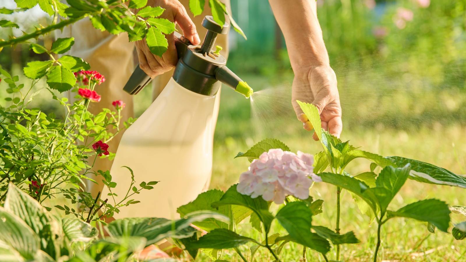 Transform Your Garden: DIY Natural Pest Control Using Household Ingredients