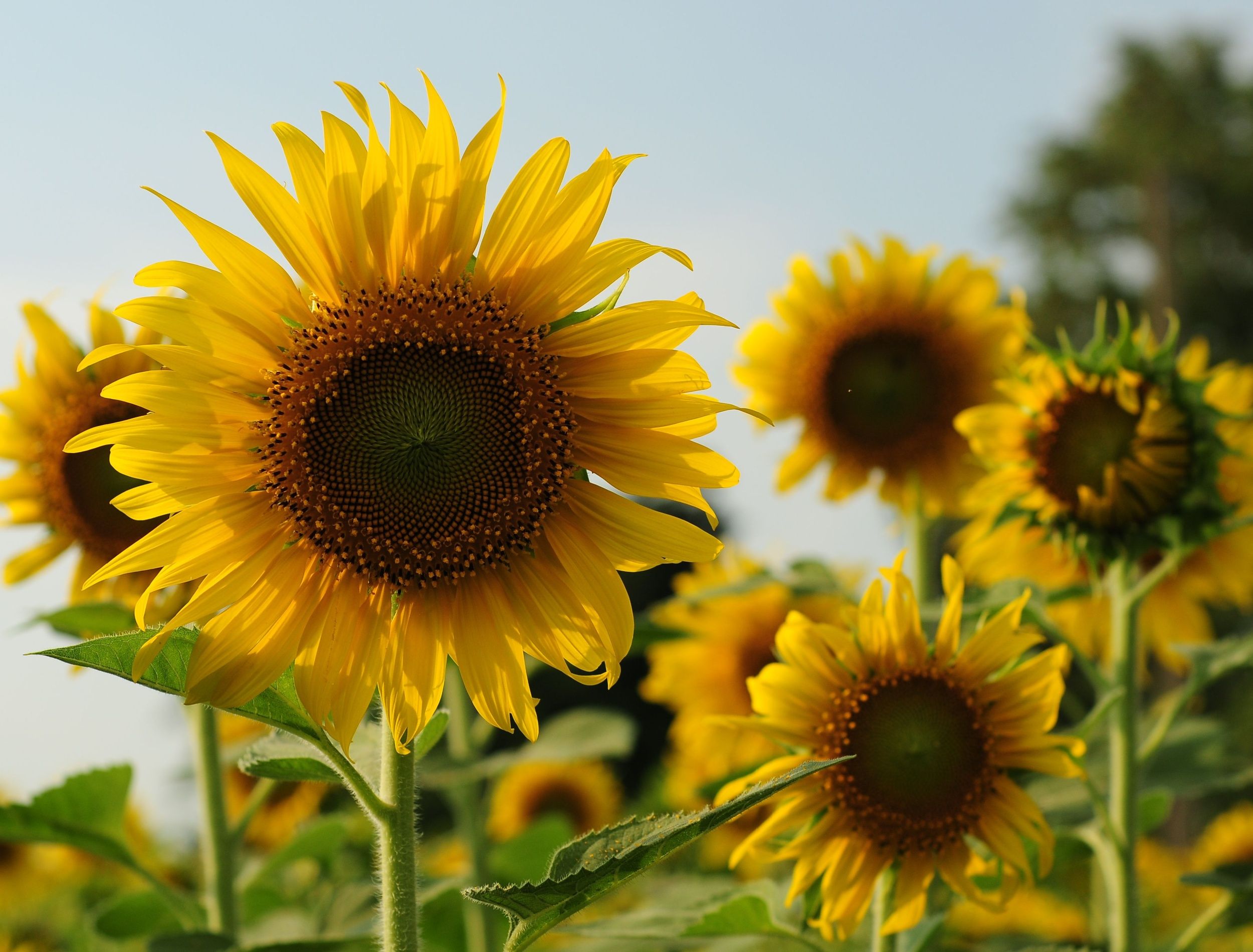 邦楽 Believe In Tomorrow Sunflower's Garden Amazon.co.jp: Believe In Tomorrow - Sunflower's Garden