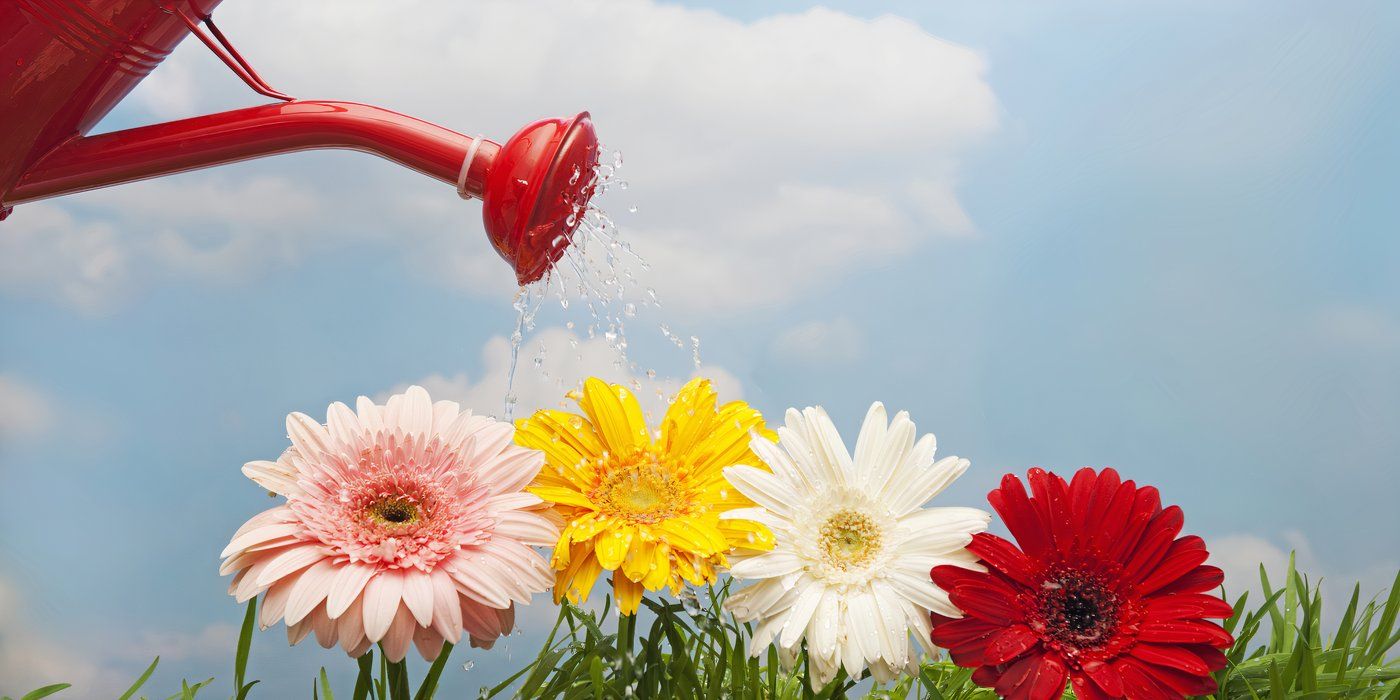 Consistent Care: The Benefits of Distilled Water Quality in Gardening