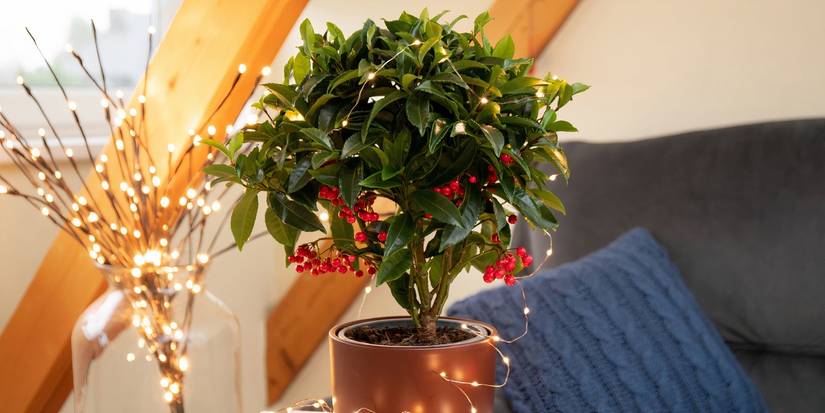 7 Thoughtful Plants to Give as Holiday Gifts