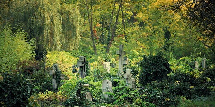 Rewilding Graveyards To Turn Them Into a Natural Landscape
