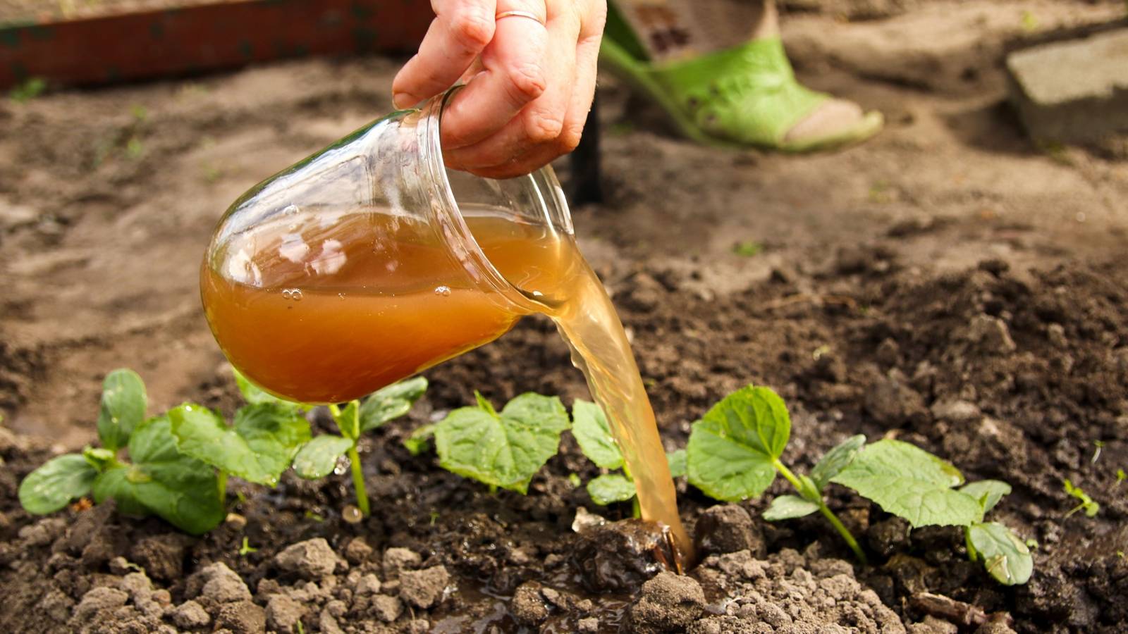 Organic Gardening 101: Your Easy Guide to Going Green