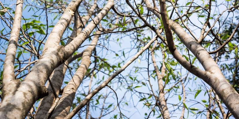 Expensive Trees: 5 of the Most Valuable Tree Species in the World