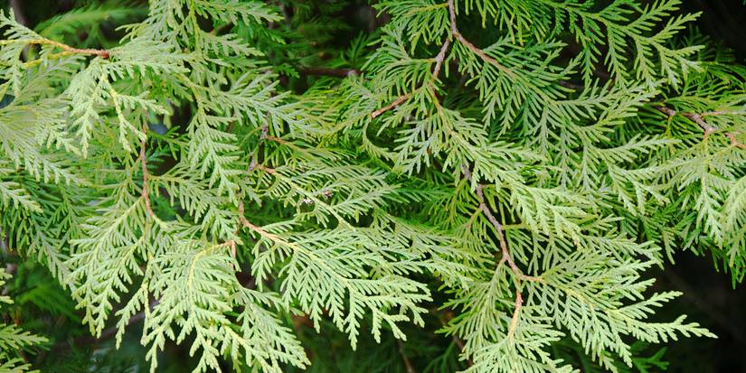 Winter Plants: 5 Toxic Plants That Are Popular For the Holidays