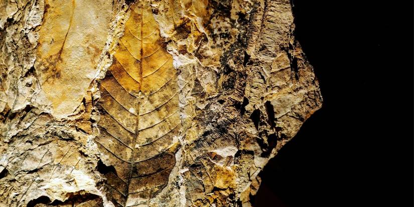 Found A Fossil In Your Garden Here s What It Means And What To Do found-a-fossil-in-your-garden-here-s-what-it-means-and-what-to-do