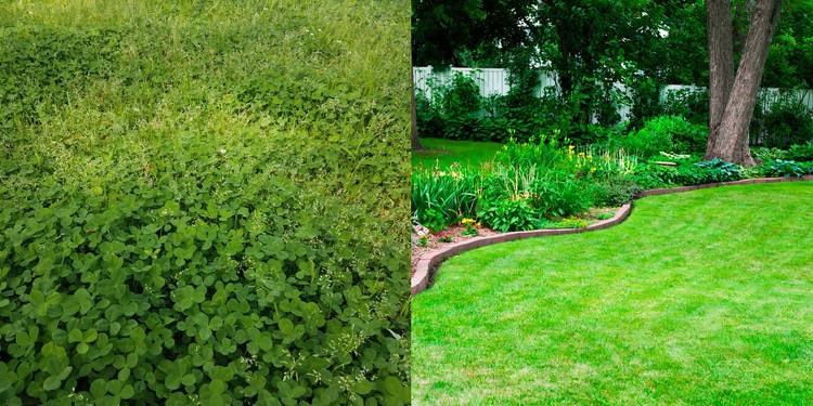healthy lawn vs clover infested lawn side by side