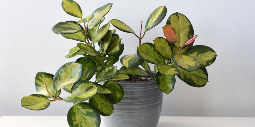 5 Chic Indoor Plants That Will Take Your Home Decor to the Next Level