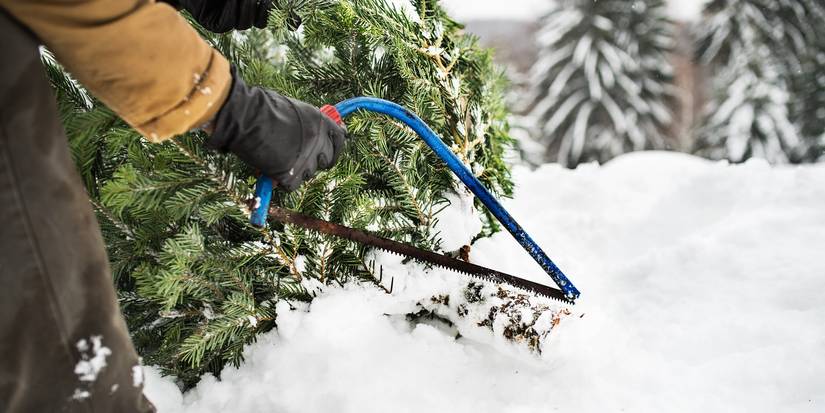 Snow Fall Cut How to Stop Christmas Tree Needles From Falling Off