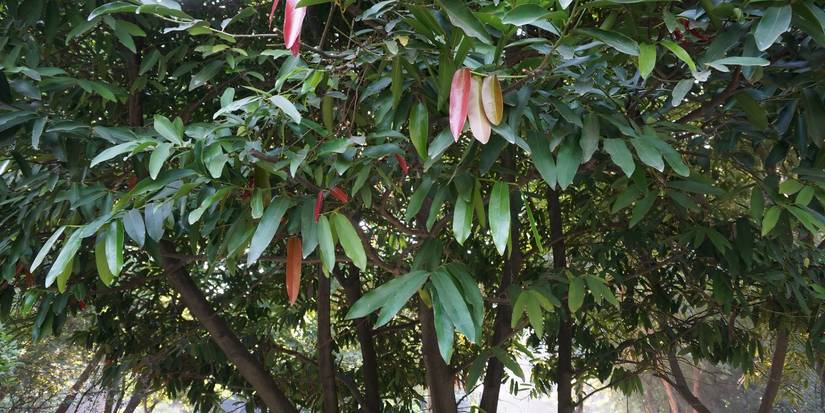 Expensive Trees: 5 of the Most Valuable Tree Species in the World