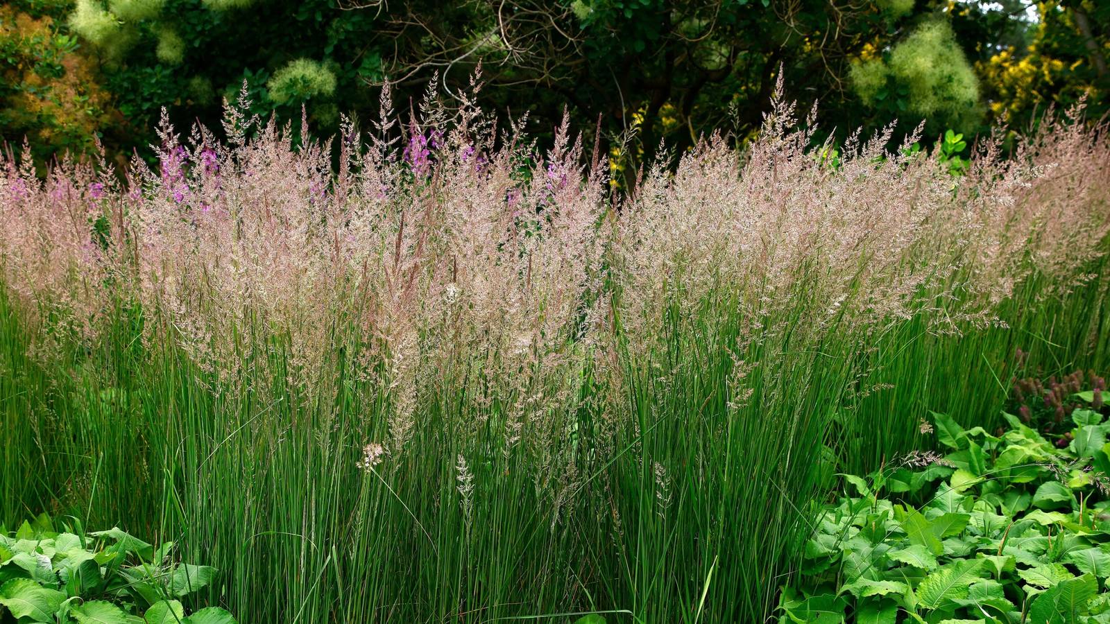 Tall Winter Grasses That Give Color and Charm