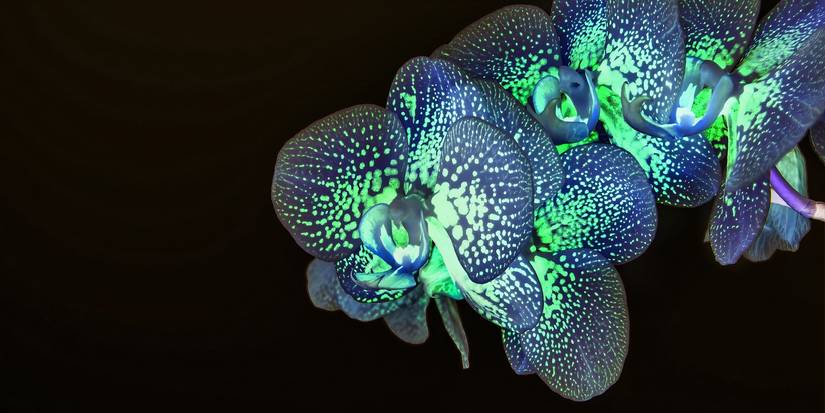Glowing orchid