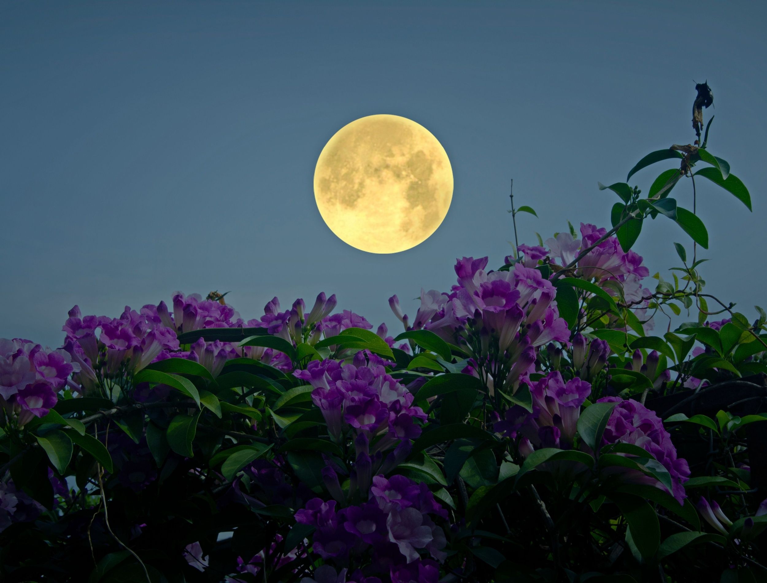 A Guide to Celebrating May's Lunar Beauty