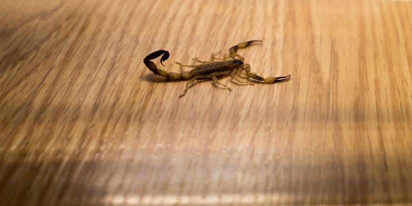 House Scorpions: Nature's Unlikely Pest Controllers