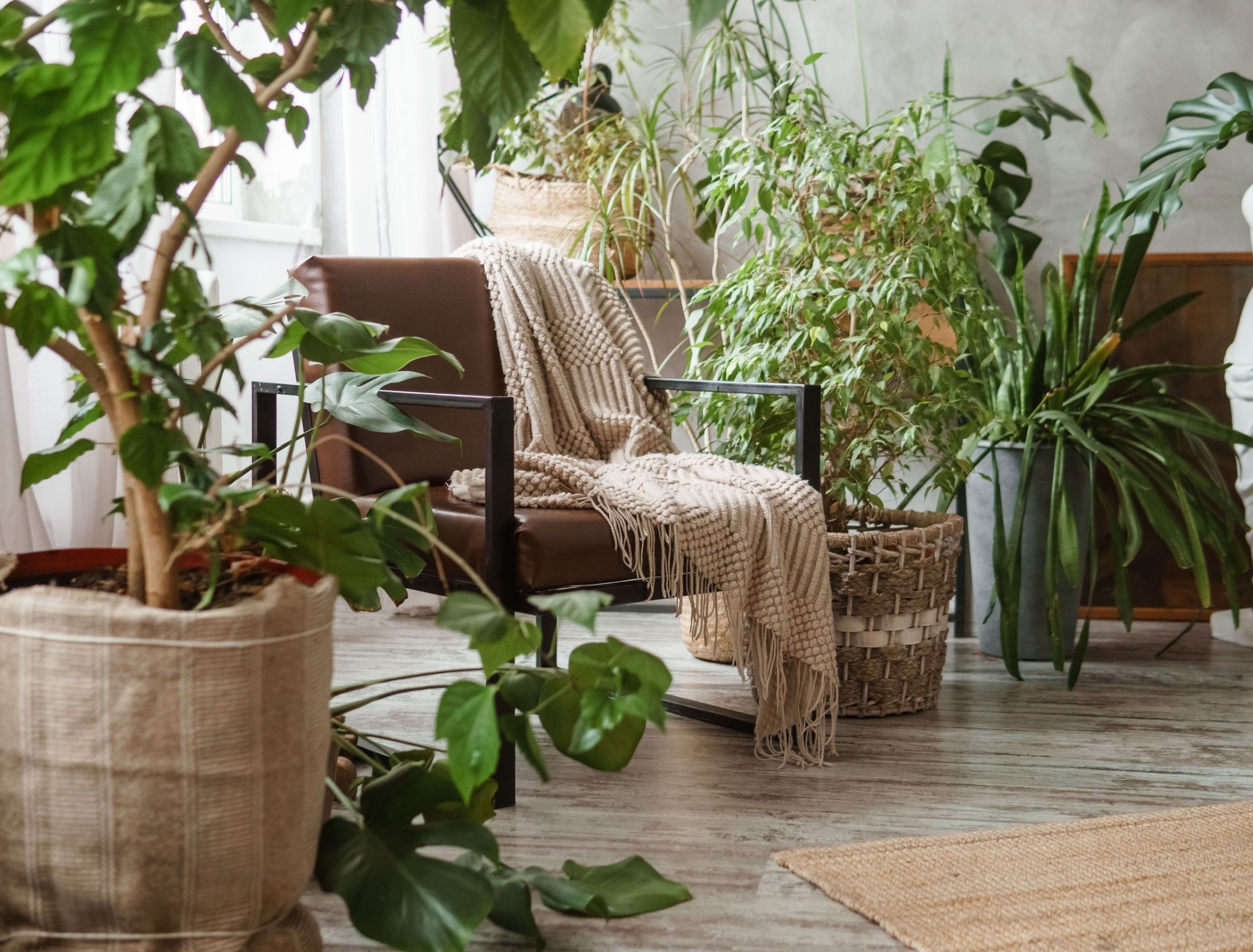 Transform Your Space Into a Budget-Friendly Indoor Jungle: 5 Easy