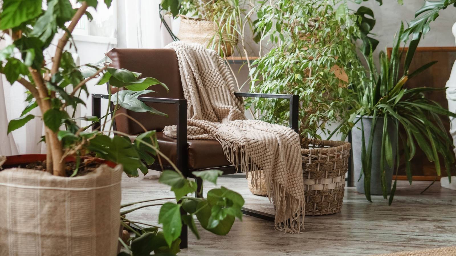 Transform Your Space Into a Budget-Friendly Indoor Jungle: 5 Easy Steps