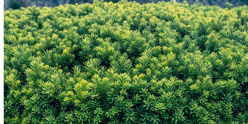Evergreen Garden Magic: 5 Plants That Stay Lush All Winter
