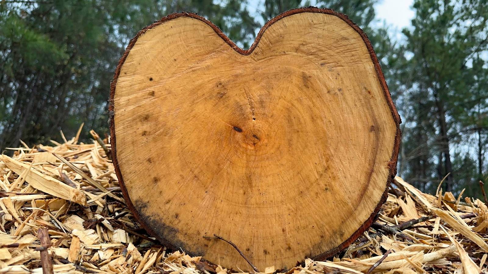 Are Maple Logs Any Good As Firewood?