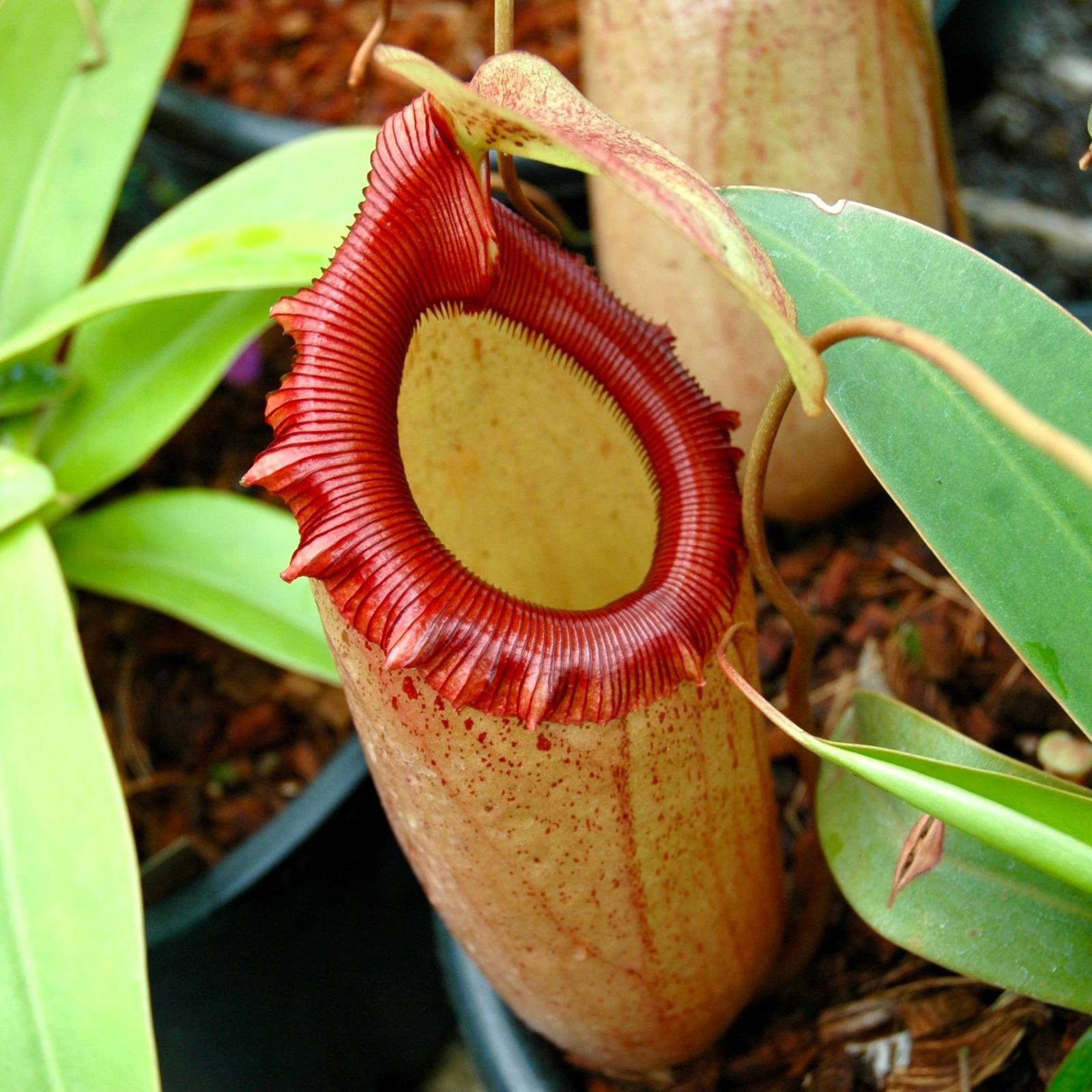 Insect Eating Plants: See the Newly Discovered Pitcher Plant