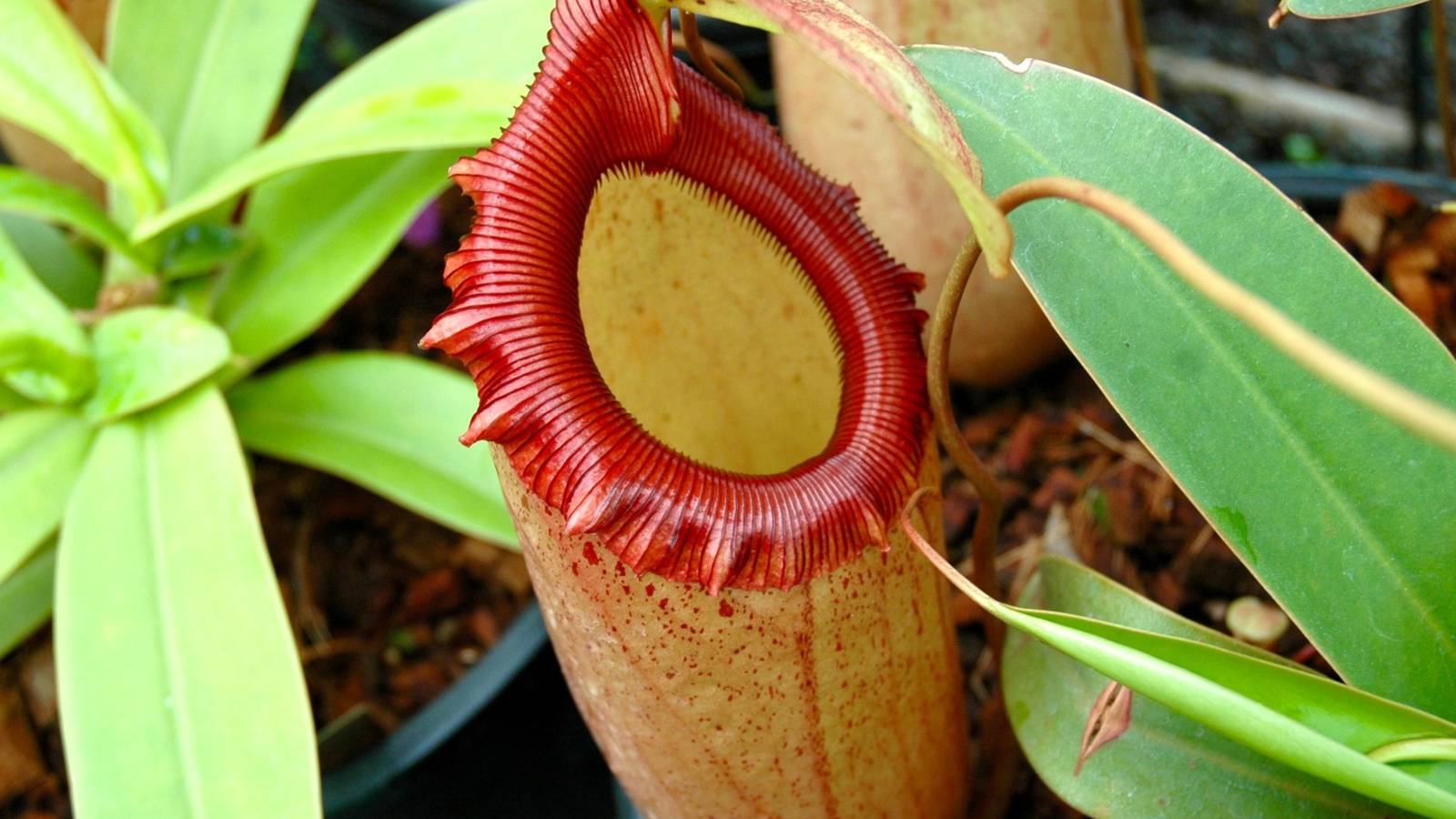 Pitcher Insect Insect Eating Plants: See the Newly Discovered Pitcher Plant