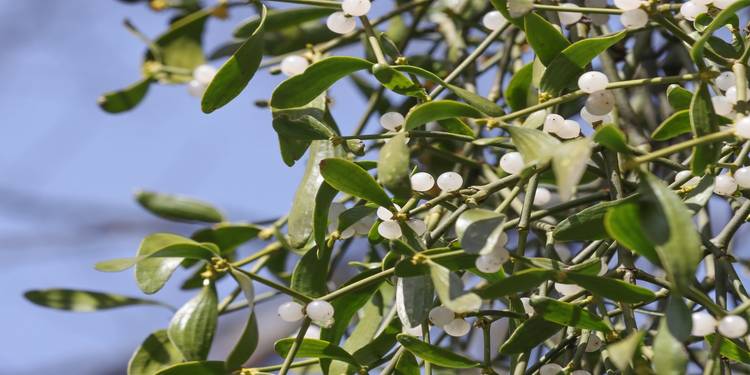 Mistletoe Ripe Mistletoe: A Festive Tradition with a Toxic Twist