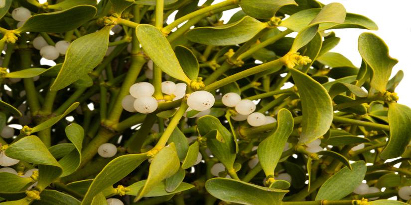 Mistletoe Ripe Mistletoe: A Festive Tradition with a Toxic Twist