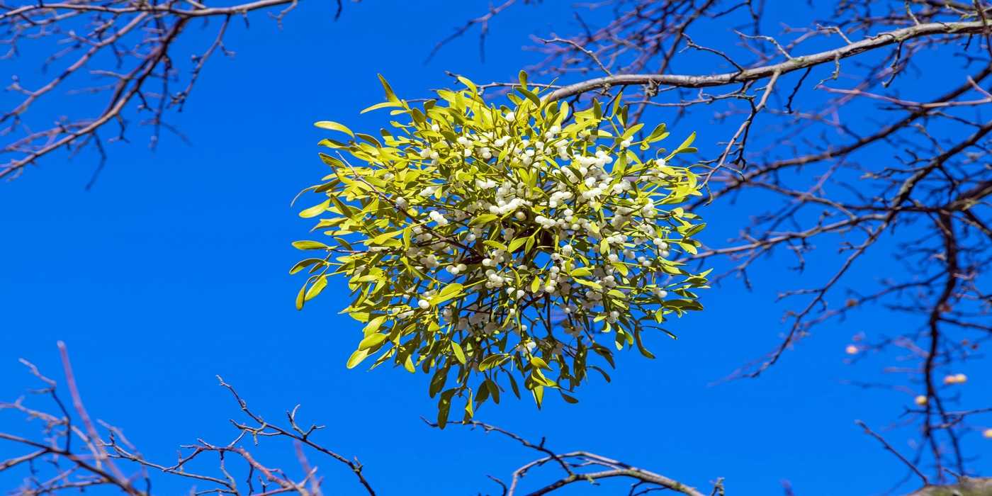 Mistletoe Ripe Mistletoe: A Festive Tradition with a Toxic Twist
