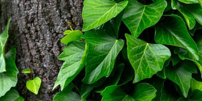Ivy Wonders: A Guide to the Best Varieties for Your Garden