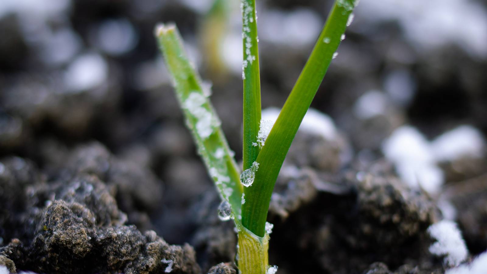 Which Winter Veggies Can You Grow in December?
