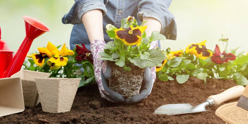 Tips for Beginner Gardeners To Set Them up for Success