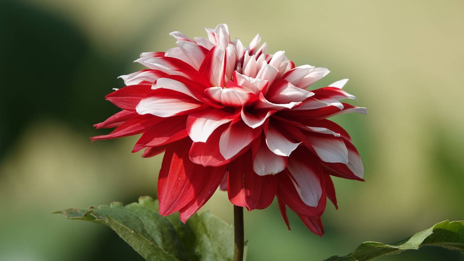 5 Beautiful Flowers Named After Santa Claus