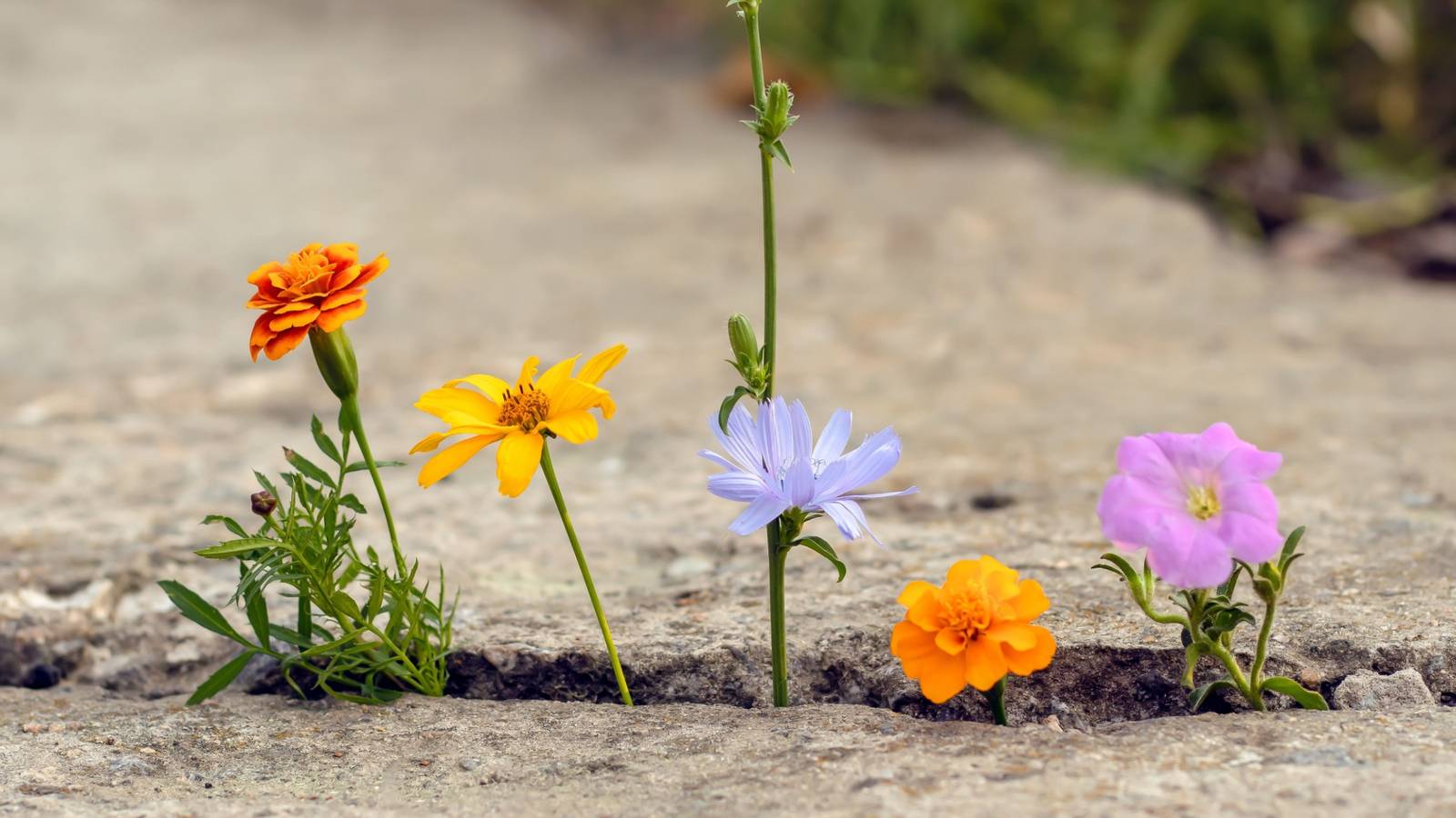 Guerrilla Gardening is the Art of Growing Plants in Urban Areas