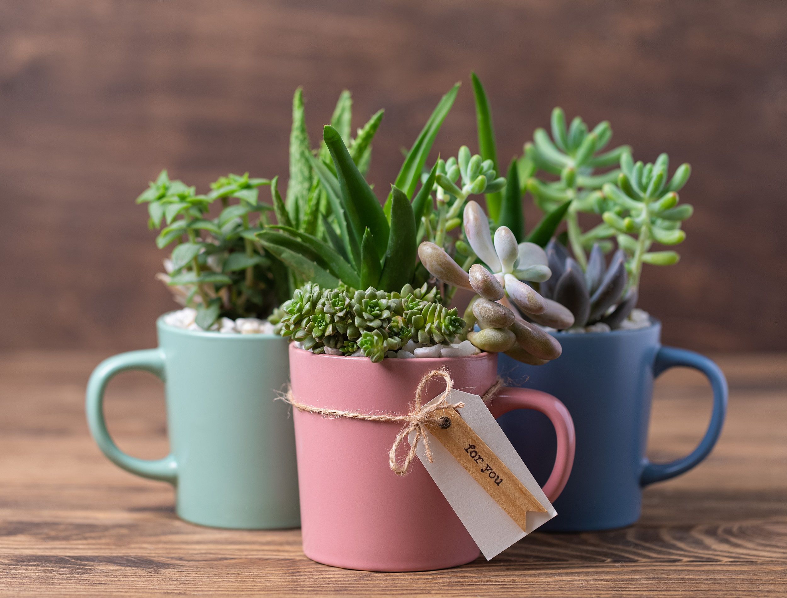 small plant gifts