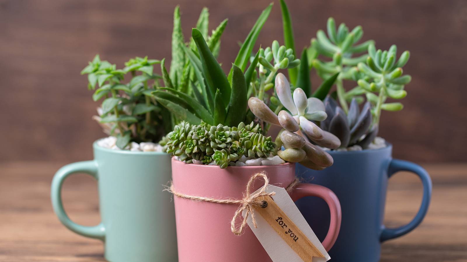 Personalized Plant Gift Guide: Match Plants to Personality for Perfect ...