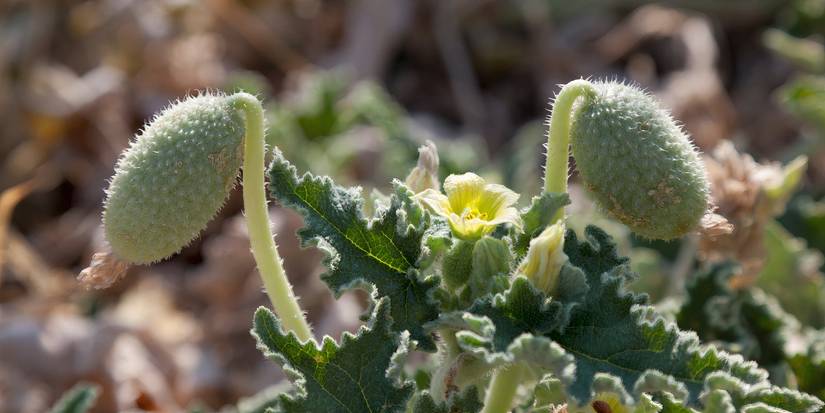 unique-plants-say-hello-to-the-squirting-cucumber
