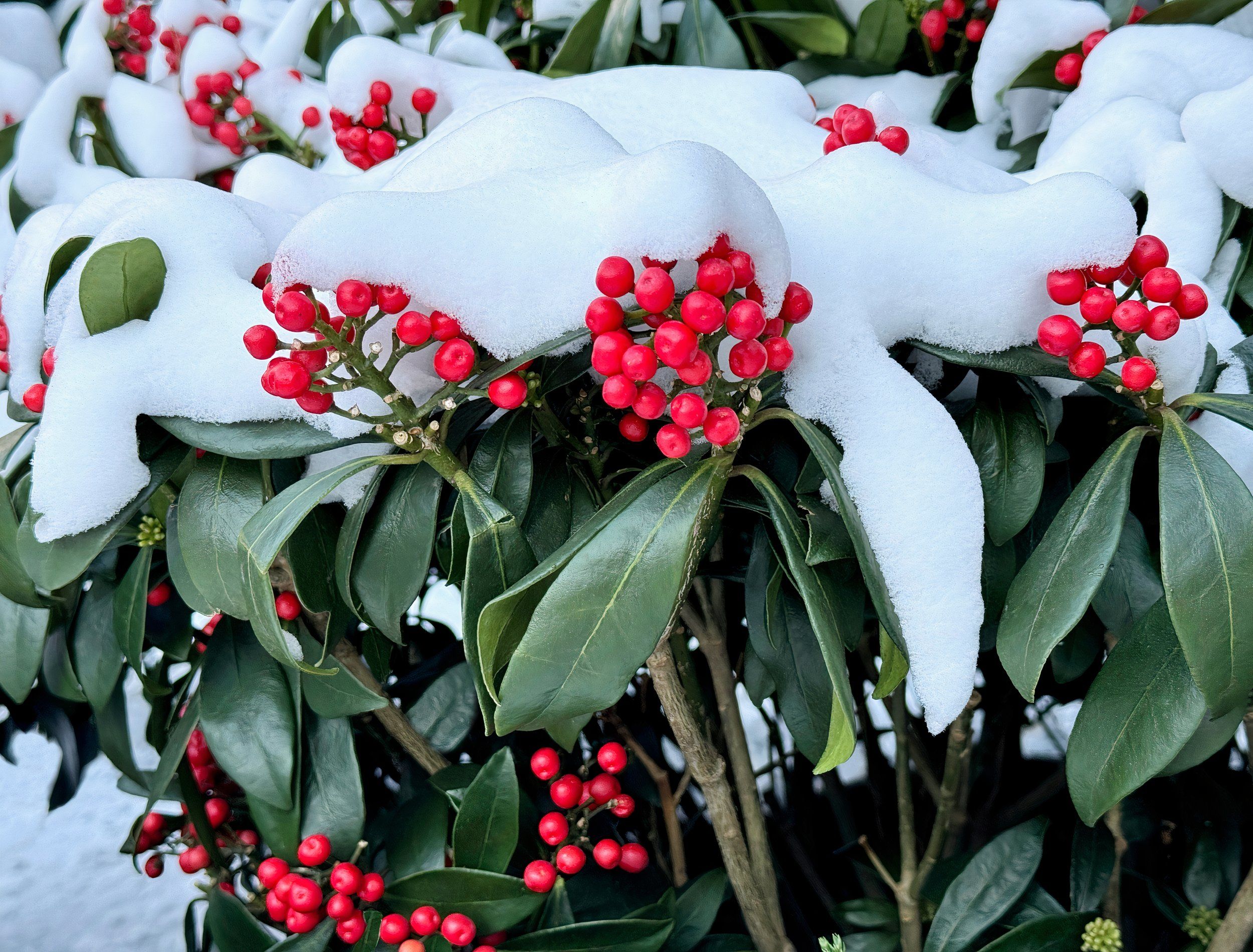 7 Hardy Evergreen Shrubs Perfect for Winter Gardens