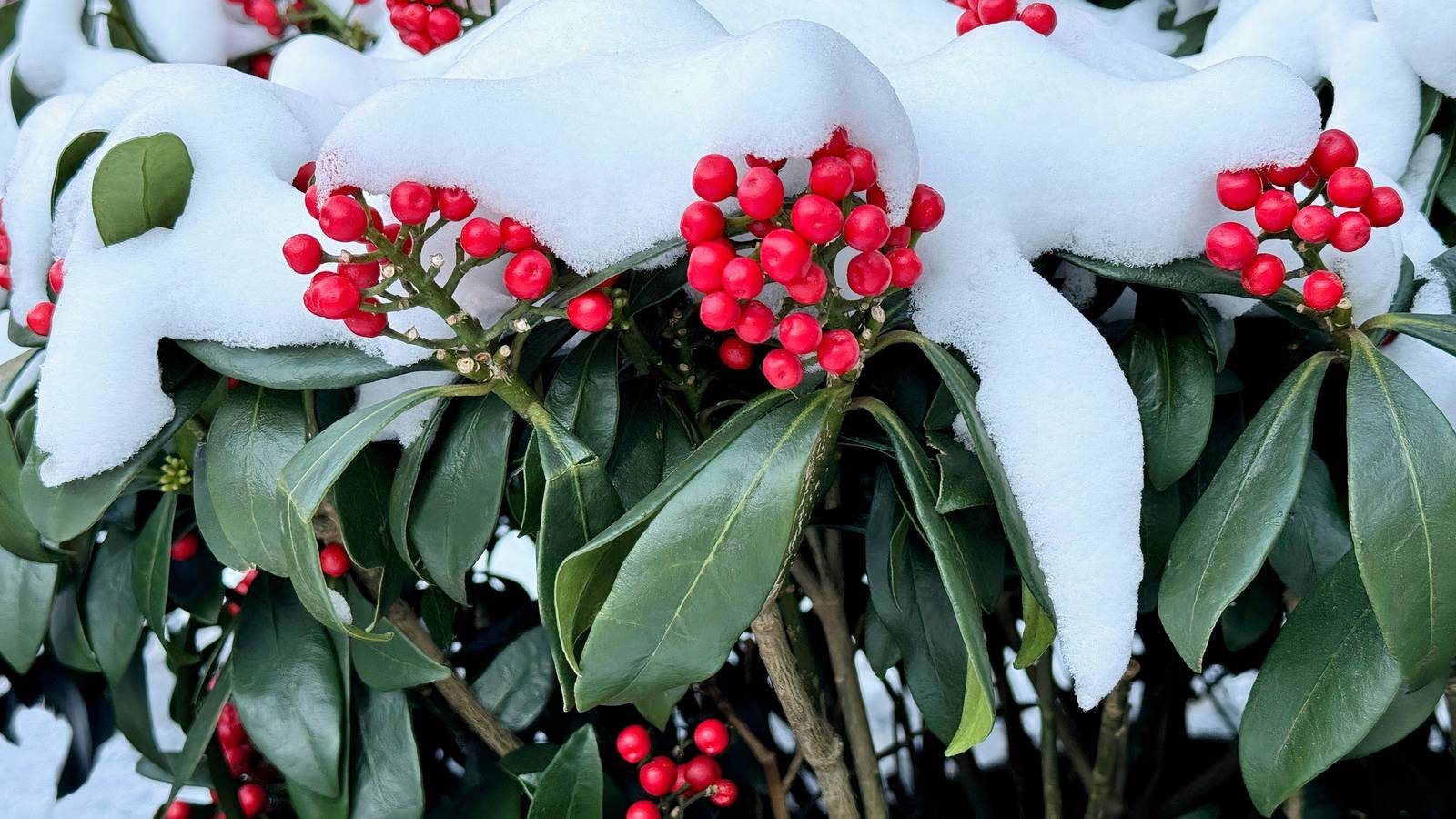 Büsche 7 Hardy Evergreen Shrubs Perfect for Winter Gardens