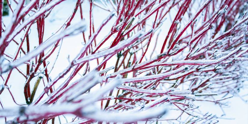 6 Beautiful Plants That Look Amazing in Winter Snow