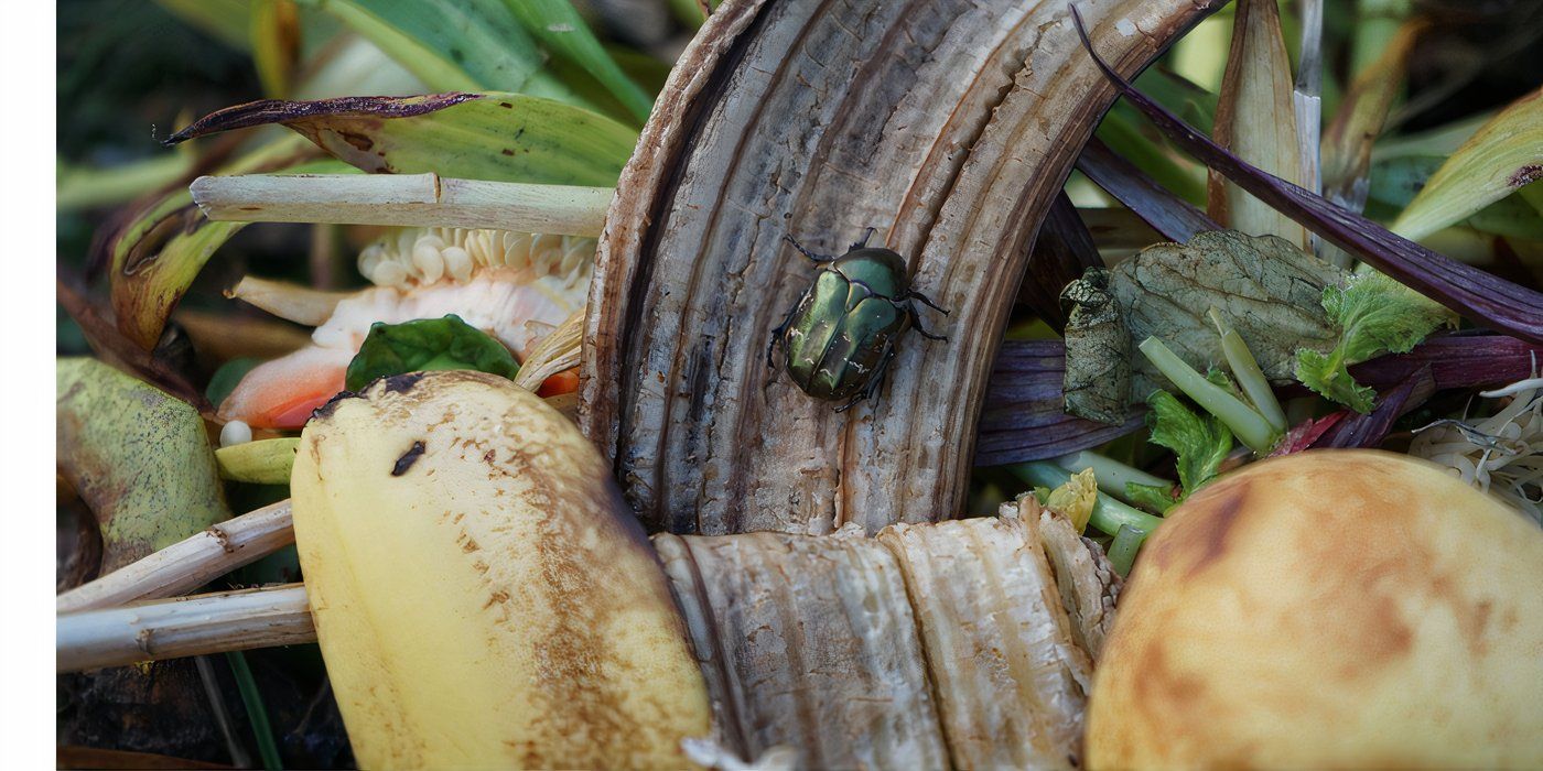7 Sneaky Pests That Could Be in Your Compost