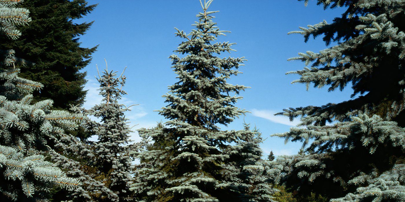 Spruce Trees: Use 5 Types of Trees to Bring Color to Your Space