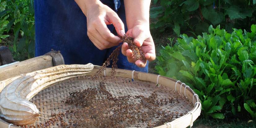 Master the Art of Saving Seeds and Growing Thriving Plants