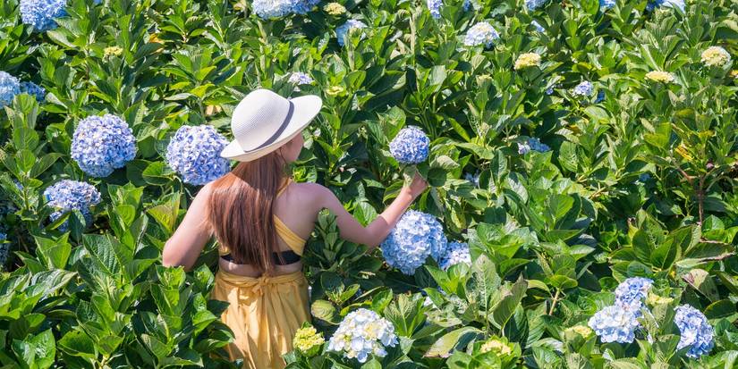 What Your Flower Choices Reveal About Your Personality