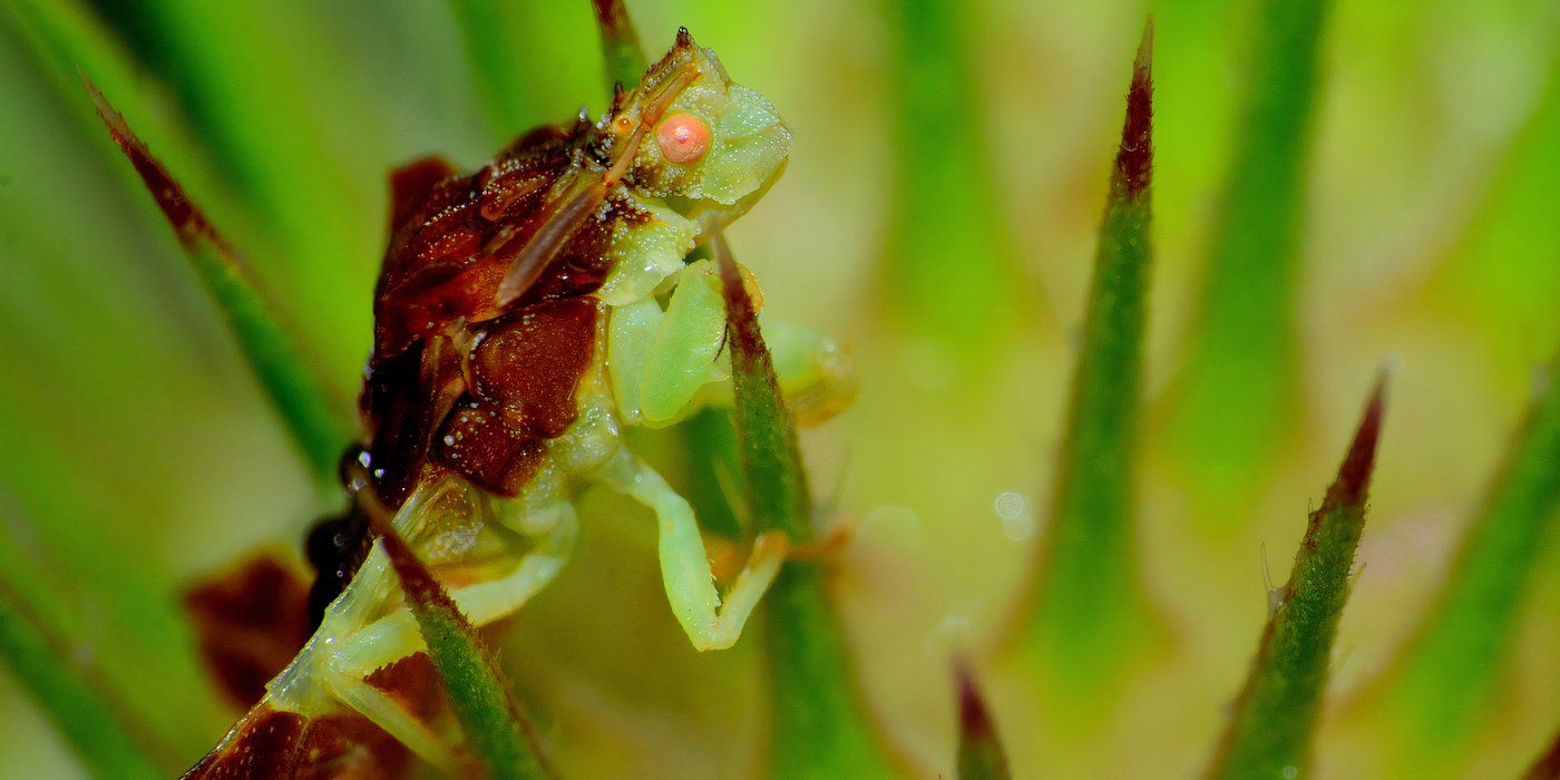 5 of the Weirdest Insects That May Live in Your Backyard