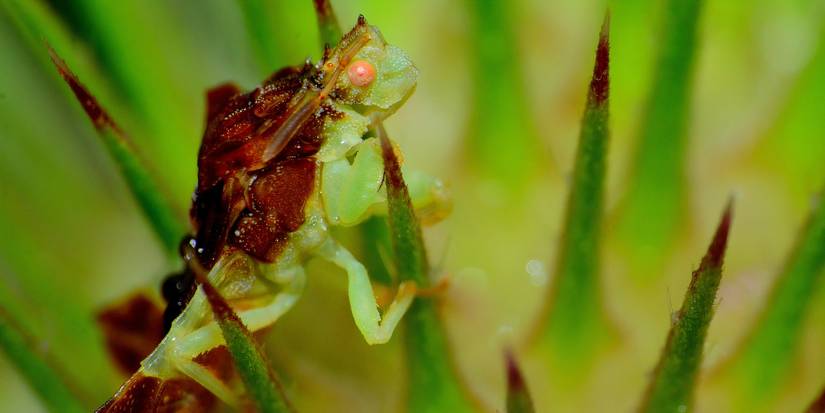 5 of the Weirdest Insects That May Live in Your Backyard
